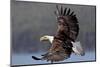 North America, the Usa, Alaska, White Head Lake Eagle-Bernd Rommelt-Mounted Photographic Print