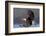 North America, the Usa, Alaska, White Head Lake Eagle-Bernd Rommelt-Framed Photographic Print