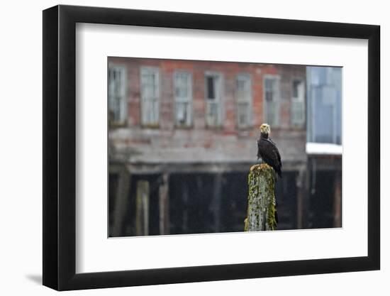 North America, the Usa, Alaska, White Head Lake Eagle,-Bernd Rommelt-Framed Photographic Print