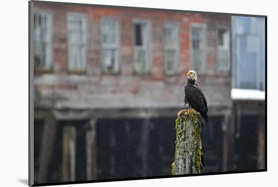 North America, the Usa, Alaska, White Head Lake Eagle,-Bernd Rommelt-Mounted Photographic Print