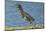 North America, USA, Florida, Pahokee, Green Heron, Walking on Log-Bernard Friel-Mounted Photographic Print