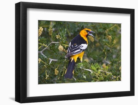 North America, USA, Texas, Starr Co., Bullock's oriole female flushing from pond edge-Larry Ditto-Framed Photographic Print