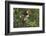 North America, USA, Texas, Starr Co., Bullock's oriole female flushing from pond edge-Larry Ditto-Framed Photographic Print