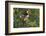 North America, USA, Texas, Starr Co., Bullock's oriole female flushing from pond edge-Larry Ditto-Framed Photographic Print