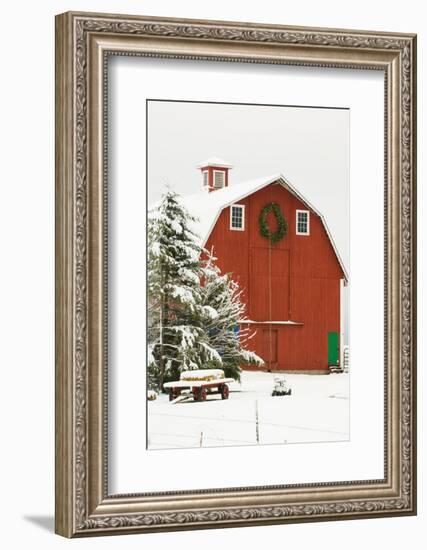 North America, USA, WA, Whidbey Island. Festive red barn in fresh snow-Trish Drury-Framed Photographic Print