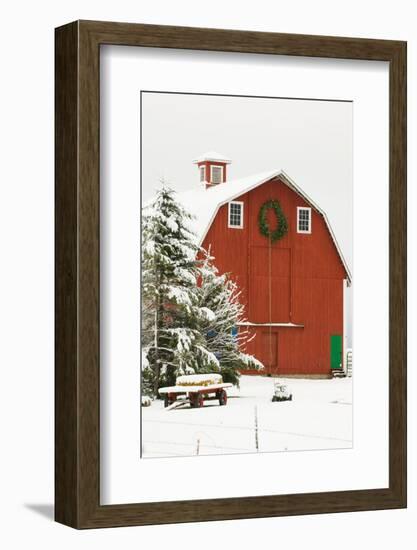 North America, USA, WA, Whidbey Island. Festive red barn in fresh snow-Trish Drury-Framed Photographic Print