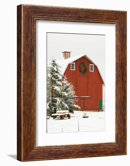 North America, USA, WA, Whidbey Island. Festive red barn in fresh snow-Trish Drury-Framed Photographic Print