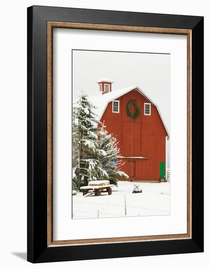 North America, USA, WA, Whidbey Island. Festive red barn in fresh snow-Trish Drury-Framed Photographic Print