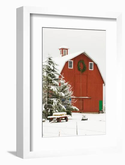 North America, USA, WA, Whidbey Island. Festive red barn in fresh snow-Trish Drury-Framed Photographic Print