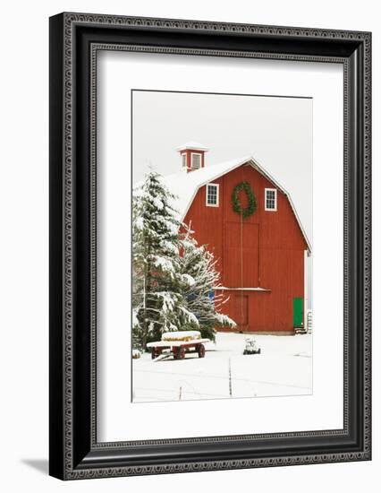 North America, USA, WA, Whidbey Island. Festive red barn in fresh snow-Trish Drury-Framed Photographic Print