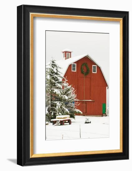 North America, USA, WA, Whidbey Island. Festive red barn in fresh snow-Trish Drury-Framed Photographic Print