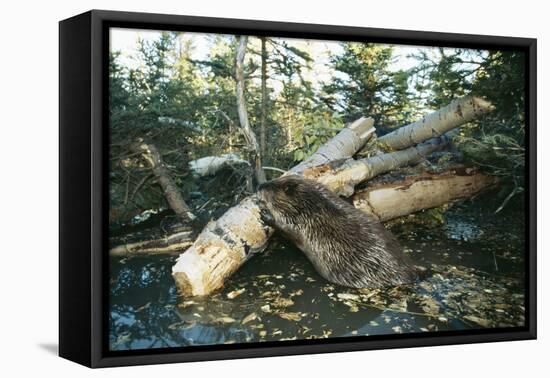 North American Beaver Gnawing on Branch to Make a Dam-null-Framed Premier Image Canvas