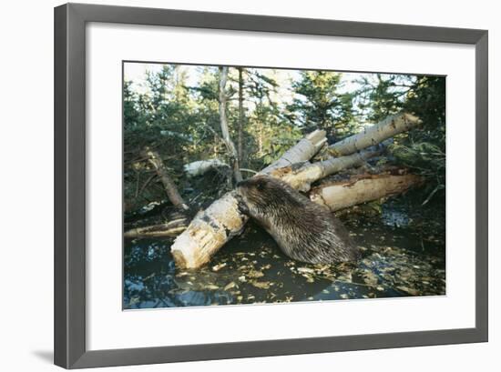 North American Beaver Gnawing on Branch to Make a Dam-null-Framed Photographic Print