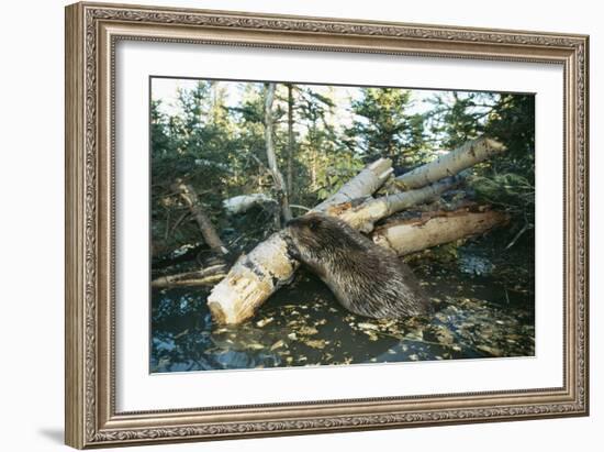 North American Beaver Gnawing on Branch to Make a Dam-null-Framed Photographic Print