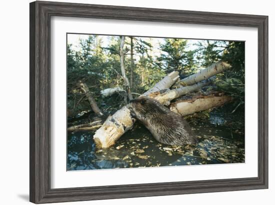 North American Beaver Gnawing on Branch to Make a Dam-null-Framed Photographic Print