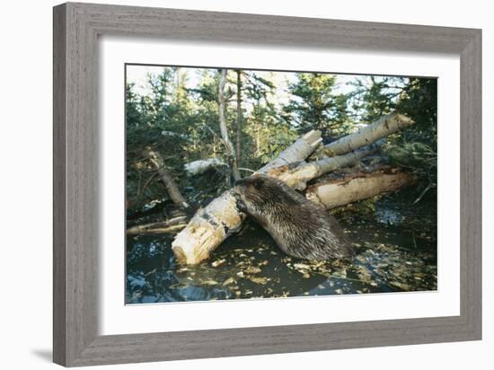 North American Beaver Gnawing on Branch to Make a Dam-null-Framed Photographic Print