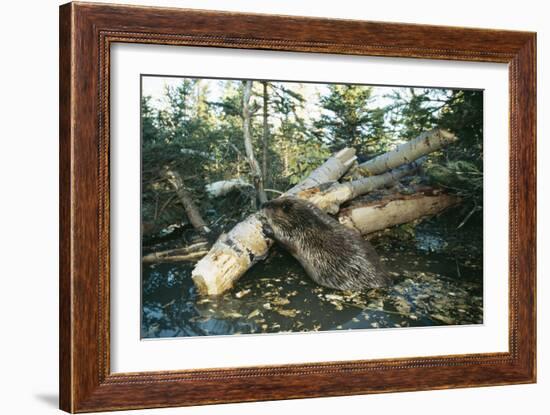 North American Beaver Gnawing on Branch to Make a Dam-null-Framed Photographic Print