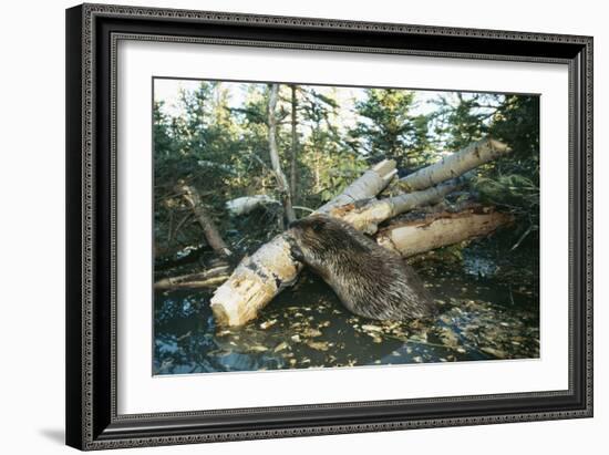 North American Beaver Gnawing on Branch to Make a Dam-null-Framed Photographic Print