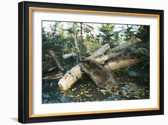 North American Beaver Gnawing on Branch to Make a Dam-null-Framed Photographic Print