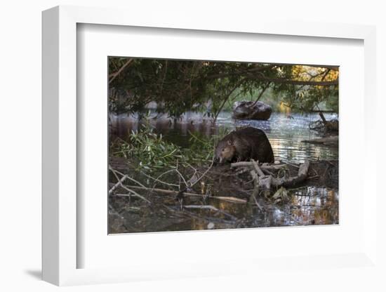 North American beaver on dam, Martinez, California, USA-Suzi Eszterhas-Framed Photographic Print