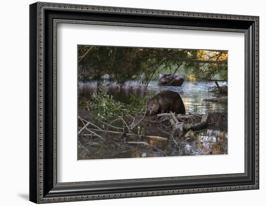 North American beaver on dam, Martinez, California, USA-Suzi Eszterhas-Framed Photographic Print