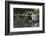 North American beaver on dam, Martinez, California, USA-Suzi Eszterhas-Framed Photographic Print