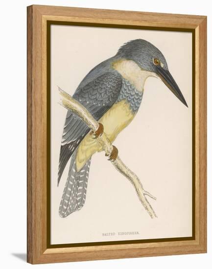 North American Belted Kingfisher-Reverend Francis O. Morris-Framed Stretched Canvas