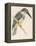 North American Belted Kingfisher-Reverend Francis O. Morris-Framed Stretched Canvas