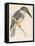 North American Belted Kingfisher-Reverend Francis O. Morris-Framed Stretched Canvas