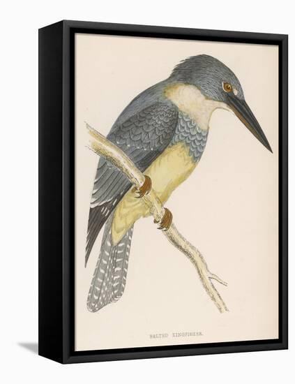 North American Belted Kingfisher-Reverend Francis O. Morris-Framed Stretched Canvas