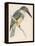 North American Belted Kingfisher-Reverend Francis O. Morris-Framed Stretched Canvas