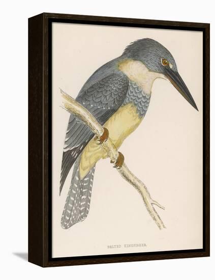 North American Belted Kingfisher-Reverend Francis O. Morris-Framed Stretched Canvas