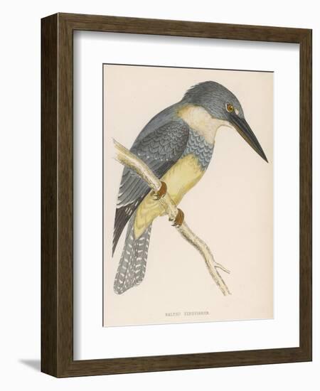 North American Belted Kingfisher-Reverend Francis O. Morris-Framed Art Print