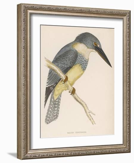 North American Belted Kingfisher-Reverend Francis O. Morris-Framed Art Print