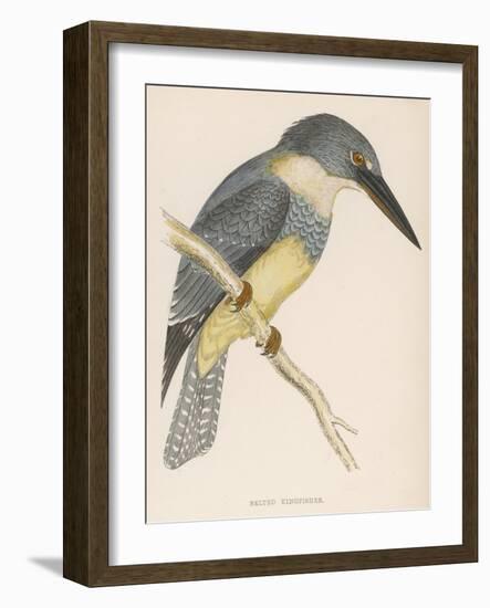 North American Belted Kingfisher-Reverend Francis O. Morris-Framed Art Print