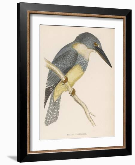 North American Belted Kingfisher-Reverend Francis O. Morris-Framed Art Print