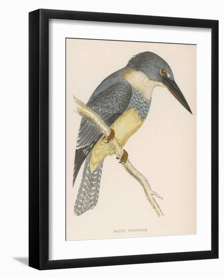 North American Belted Kingfisher-Reverend Francis O. Morris-Framed Art Print