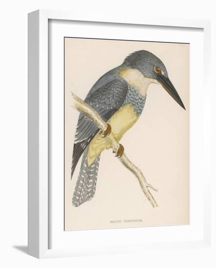 North American Belted Kingfisher-Reverend Francis O. Morris-Framed Art Print