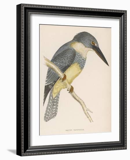 North American Belted Kingfisher-Reverend Francis O. Morris-Framed Art Print