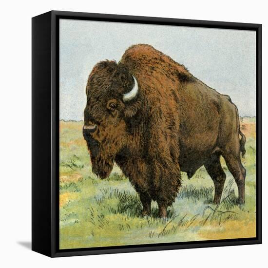 North American Bison on the Great Plains-null-Framed Premier Image Canvas