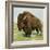 North American Bison on the Great Plains-null-Framed Premium Giclee Print