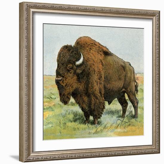 North American Bison on the Great Plains-null-Framed Premium Giclee Print