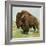 North American Bison on the Great Plains-null-Framed Premium Giclee Print