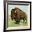 North American Bison on the Great Plains-null-Framed Premium Giclee Print