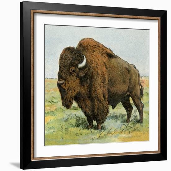 North American Bison on the Great Plains-null-Framed Premium Giclee Print