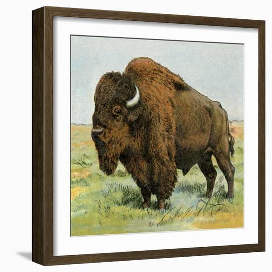 North American Bison on the Great Plains-null-Framed Giclee Print