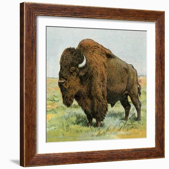 North American Bison on the Great Plains-null-Framed Giclee Print