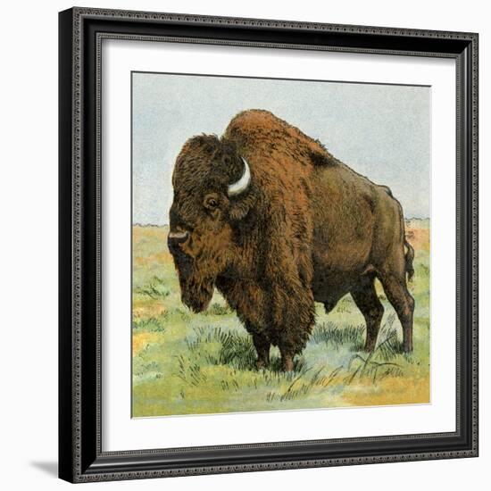 North American Bison on the Great Plains-null-Framed Giclee Print