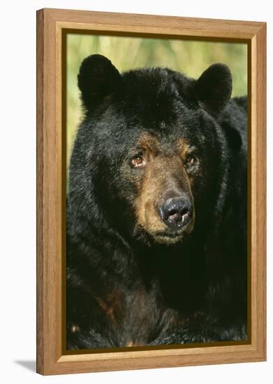 North American Black Bear Adult Male, Close-Up-null-Framed Premier Image Canvas