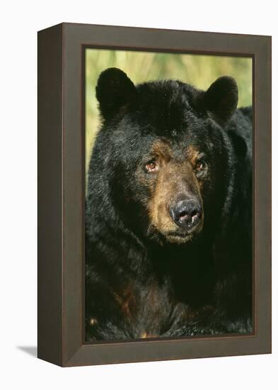 North American Black Bear Adult Male, Close-Up-null-Framed Premier Image Canvas